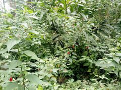 -广西壮族自治区药用植物园