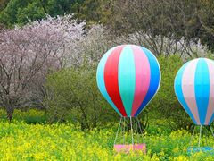 -苏州上方山国家森林公园