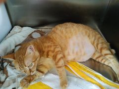 -创凡宠物医院·骨专科  猫科中心(西乡分院)