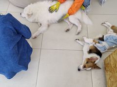 -怪兽屋·羊驼·猫咖·狗咖(俊华广场店)