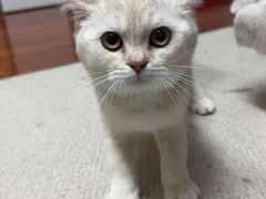 -唐小姐の猫狗洗护·购宠旗舰店(周浦万达店)
