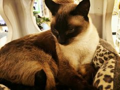 -有猫儿腻咖啡厅.猫咖