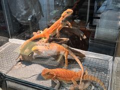 -酷以爬仙阁实体爬宠店·守宫·蜥蜴·专业繁育