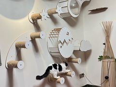 -楼上猫咖(罗湖店)