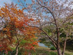 -上海共青森林公园