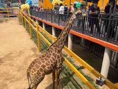 -西霞口神雕山野生动物世界