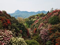 -贵州百里杜鹃风景名胜区