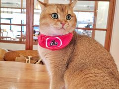 -猫小主咖啡·猫咖cat cafe(福田店)