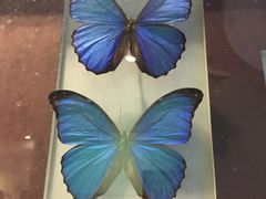 -上海昆虫博物馆