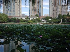 -团结湖公园