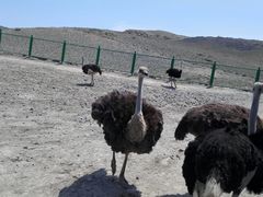 -新疆天山野生动物园