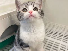 -lincat·猫舍(广州店)