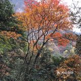 金色武功山
