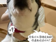 -Husky Go! 哈士奇体验馆·宠物咖啡厅狗咖