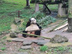 -都江堰中华大熊猫苑