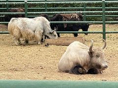 -青藏高原野生动物园