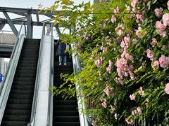 -杭州观成实验学校