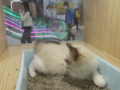 -屋虎猫馆(宝安大仟里店)