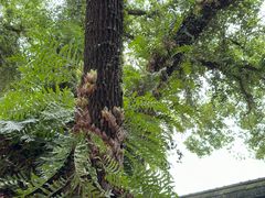 -星巴克(福州三坊七巷店)