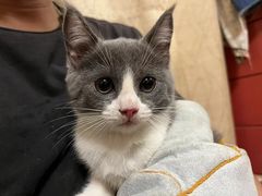 -关爱宠物医院·猫科中心·消化科(滨湖万达分院)