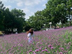-大塘金香草谷