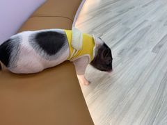 -猪盟咖啡店(玖洲道店)