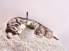-猫友咖啡店(玉林西路店)