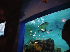 -蓬莱欧乐堡海洋极地世界