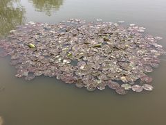 -前关湿地公园