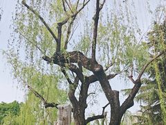 -趵突泉景区