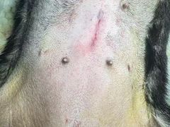 -达爱动物医院·犬猫分区·CT·复杂眼科(远洋山水分院)