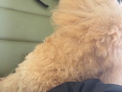 -小呆的宠物店·宠物售卖·宠物寄养(城西店)