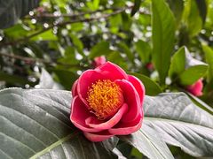 -金花茶公园