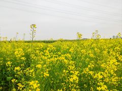 -长洲岛
