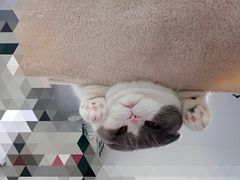 -瑞派康怡24h宠物医院·犬猫医疗中心·微创绝育(瑞景分院)