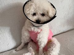 -伟伟宠物医院·CT影像中心·瑞派犬猫综合性门诊(汉口总院)