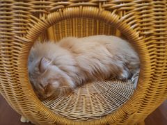 -MOCHA明星猫咖(田子坊店)