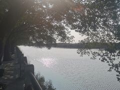 -大湾区中央湿地公园
