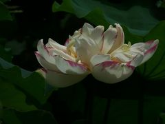 -陈家山荷花公园