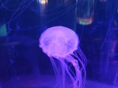 -苏州海洋馆