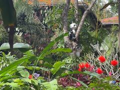 -海南热带野生动植物园
