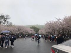 -武汉大学-樱园