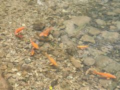 -雁荡山三折瀑景区