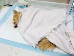 盛京一禾-盛京一禾