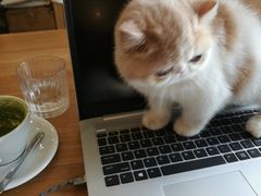 -滚猫咖啡·猫咖·猫友好撸猫(未来城店)