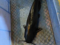 -云南野生菌石锅鱼石锅鸡(大金塔店)