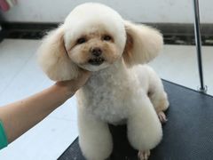 -瑞鹏动物医院宠美康(扬子江路分院)