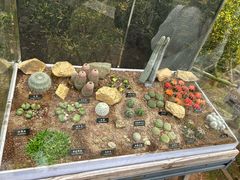 -中国科学院西双版纳热带植物园