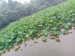 -龙头寺公园