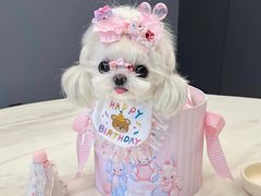 -萌宠之家·腊肠犬·马尔泰·小体犬舍